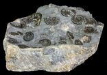 Ammonite Fossil Slab - Marston Magna Marble #63513-2